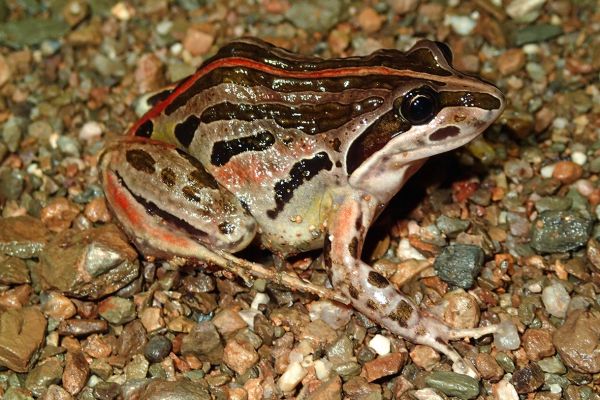 Limnodynastes peronii