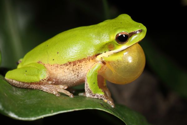 Litoria fallax