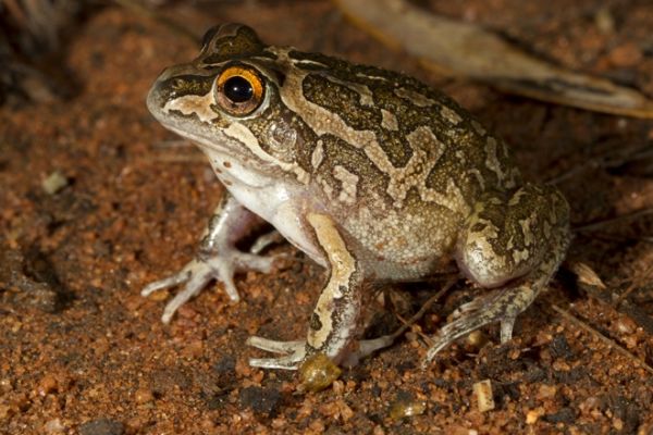 Cyclorana longipes