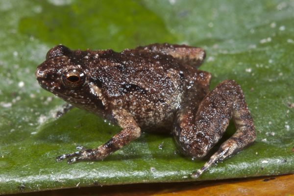 Cophixalus crepitans