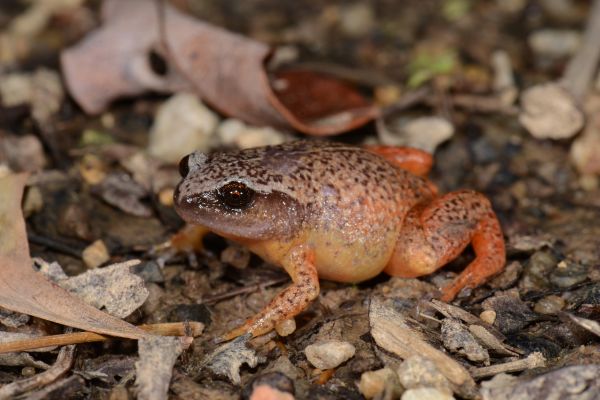Austrochaperina fryi