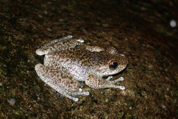 Litoria nannotis