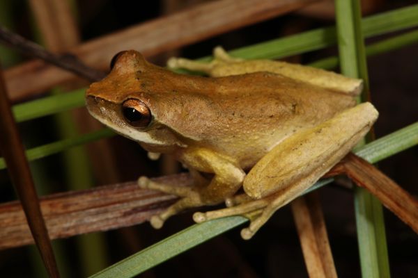 Litoria revelata