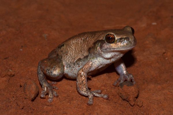 Litoria larisonans