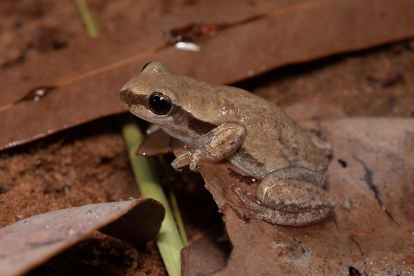 Litoria rubella