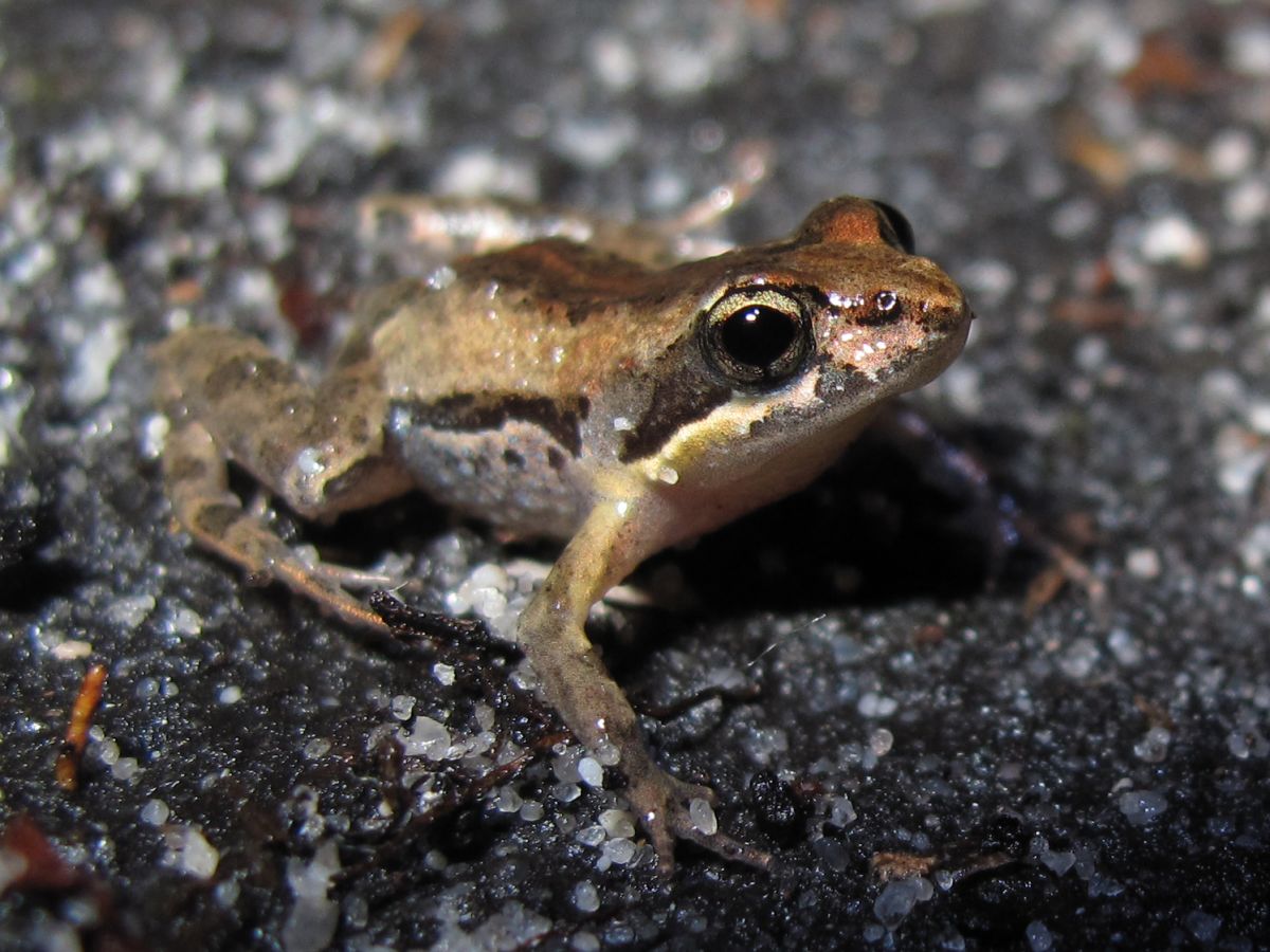 Crinia tinnula - Species Profile - FrogID