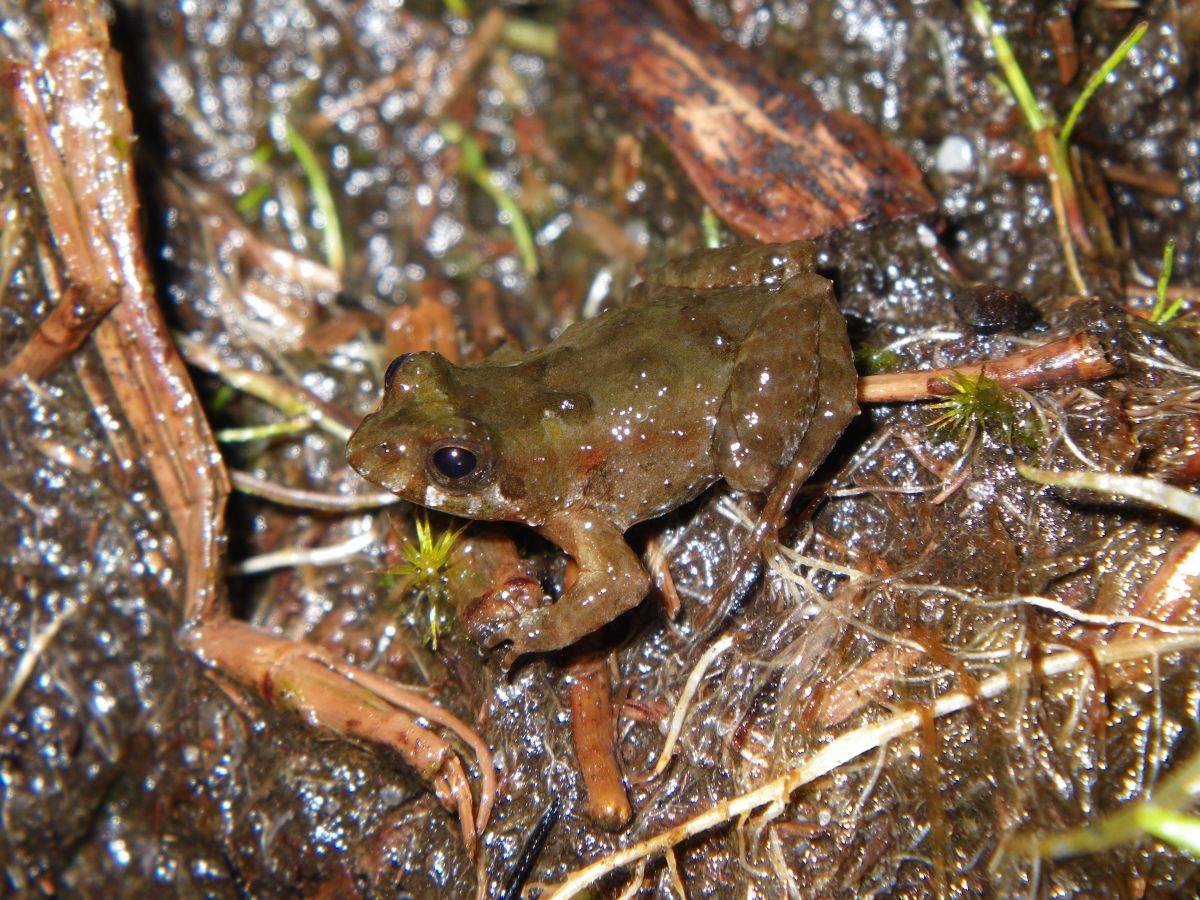 Crinia subinsignifera - Species Profile - FrogID