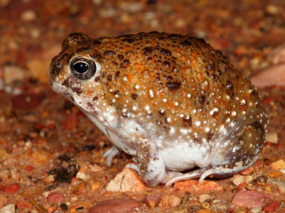 Notaden nichollsi - Species Profile - FrogID