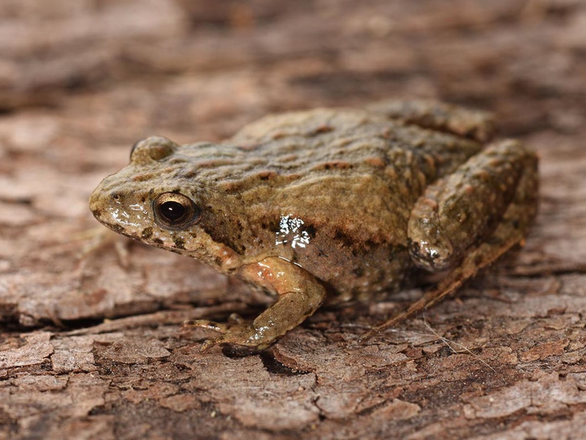 Crinia parinsignifera - Species Profile - FrogID