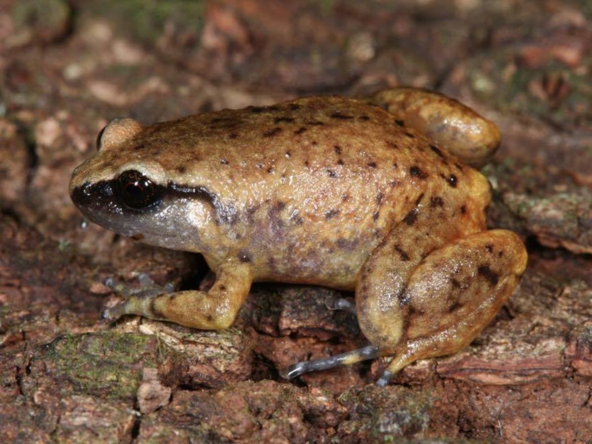 Austrochaperina robusta - Species Profile - FrogID