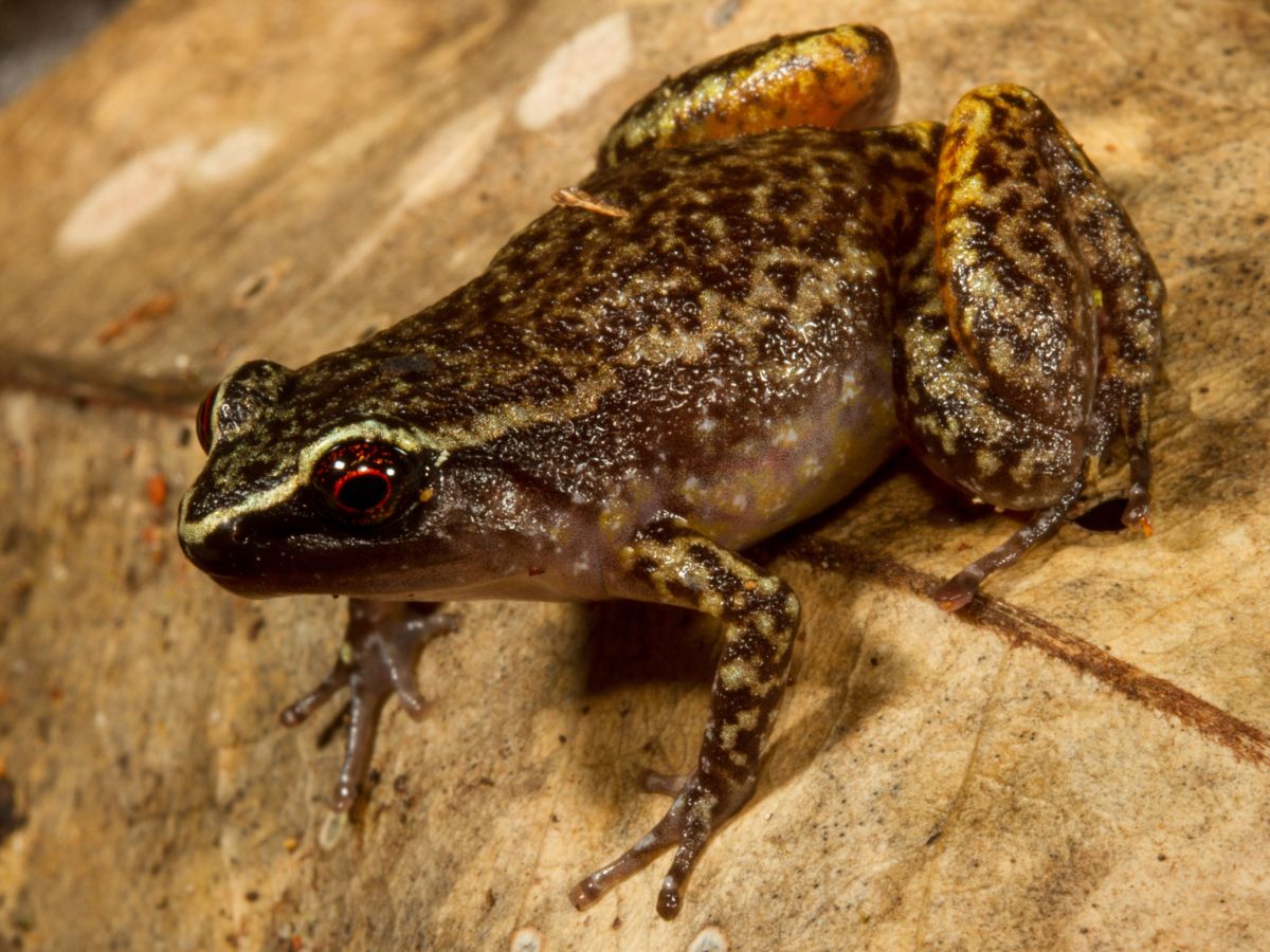 Austrochaperina pluvialis - Species Profile - FrogID
