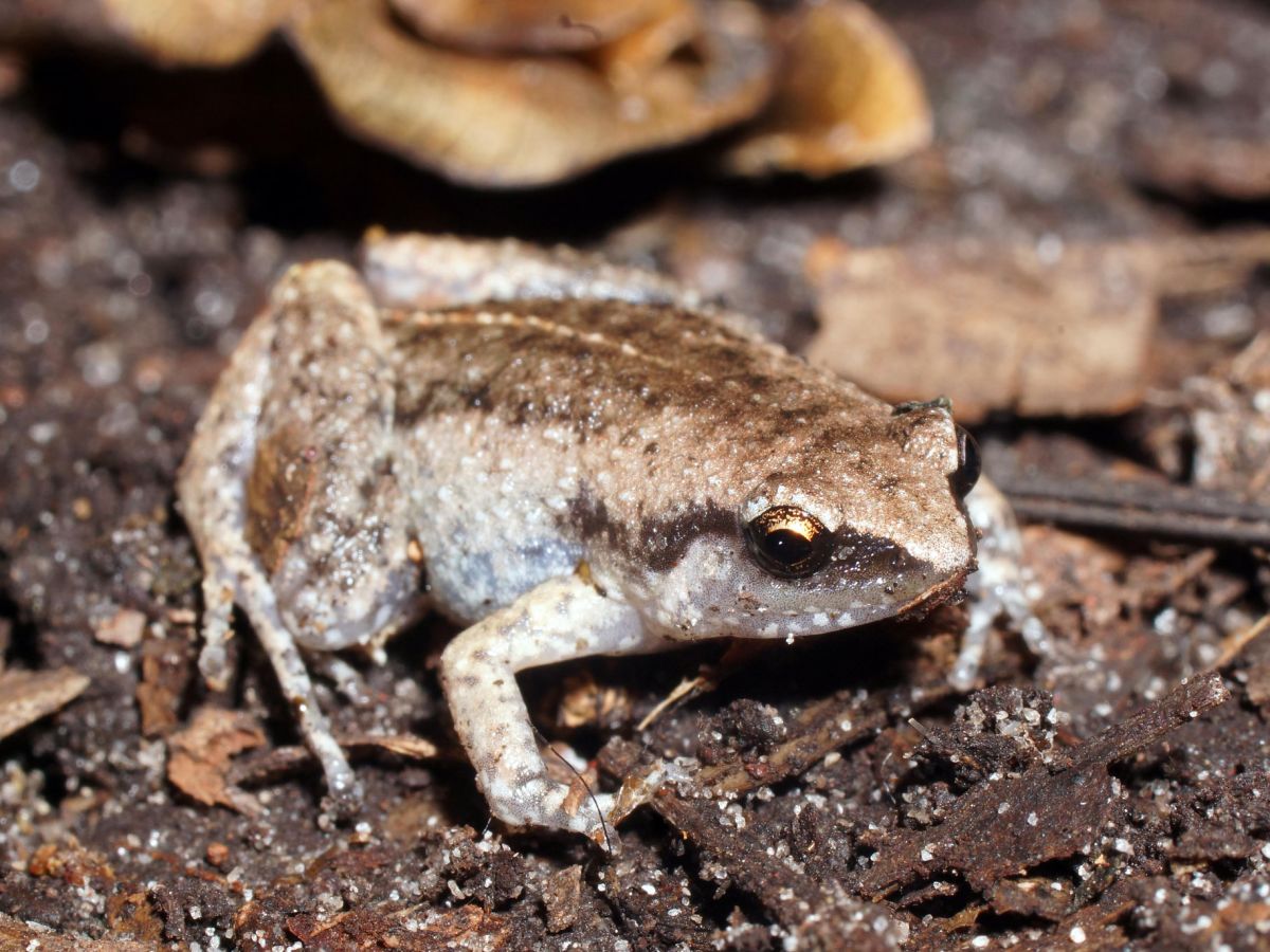 Austrochaperina gracilipes - Species Profile - FrogID
