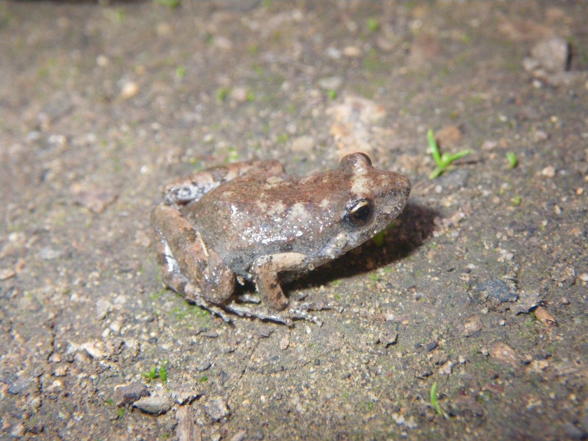 Crinia riparia - Species Profile - FrogID