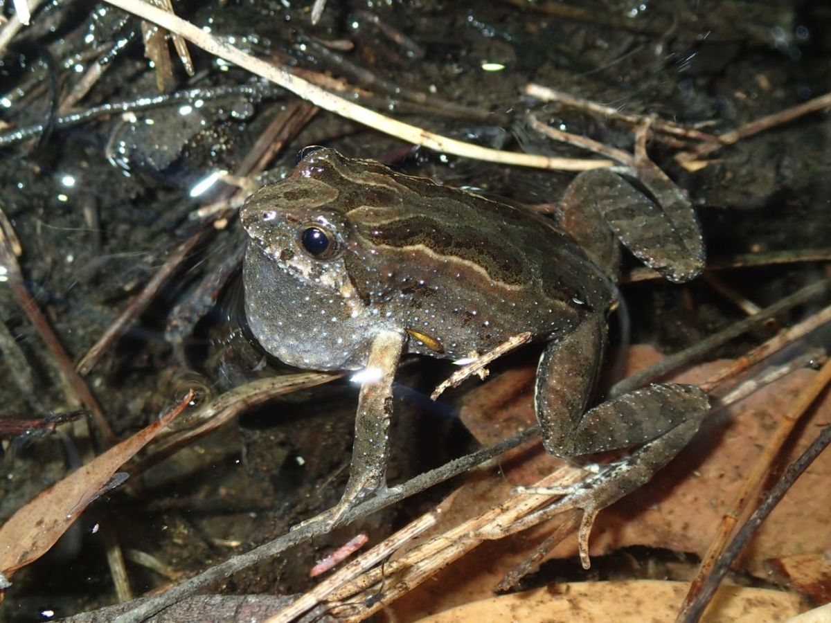 Crinia signifera - Species Profile - FrogID