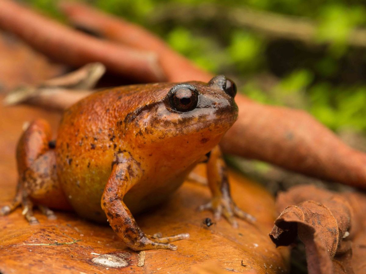 Austrochaperina fryi - Species Profile - FrogID
