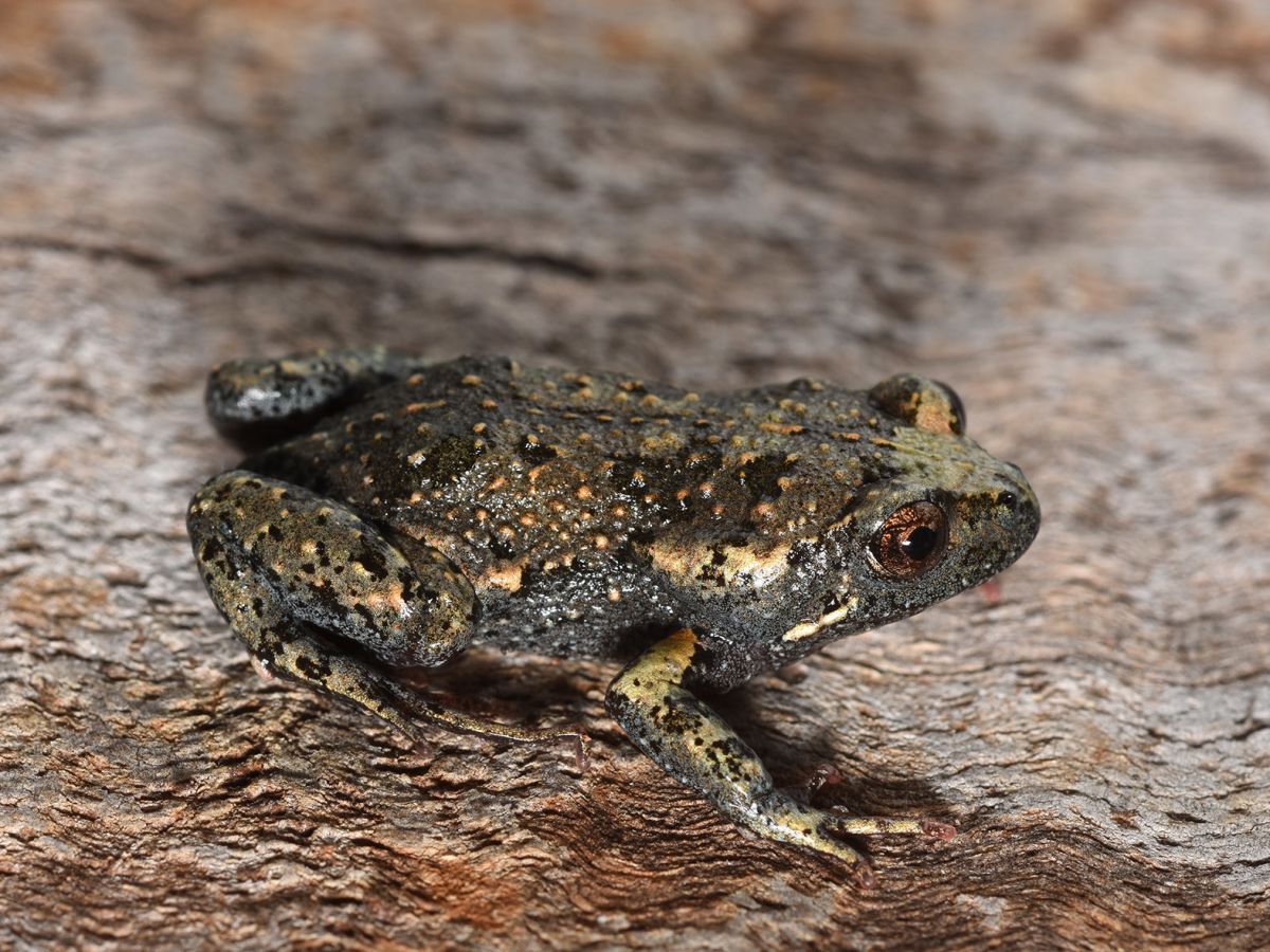 Uperoleia fusca - Species Profile - FrogID