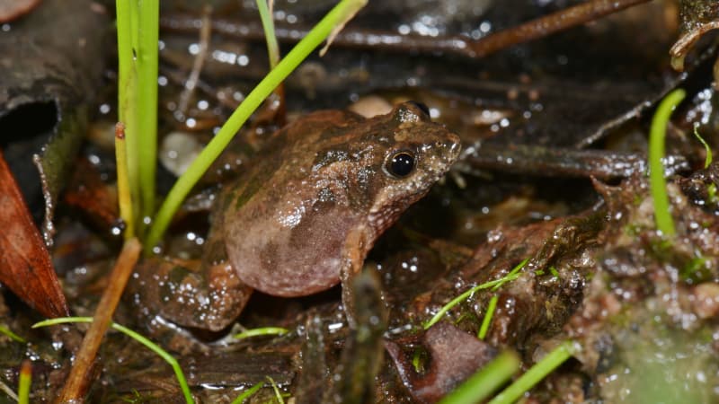 Mini-frogs  Roads End Naturalist