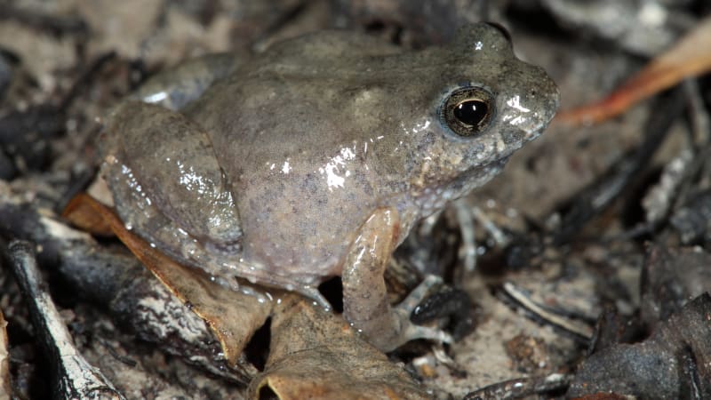 Crinia subinsignifera | Australian Museum FrogID Project