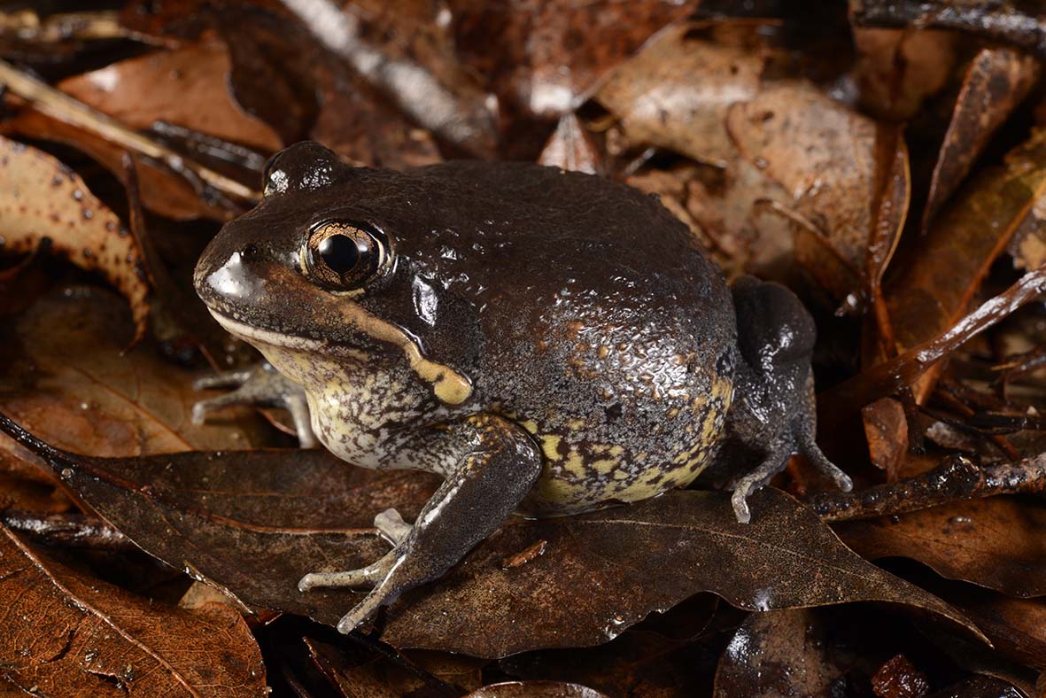 Limnodynastes grayi