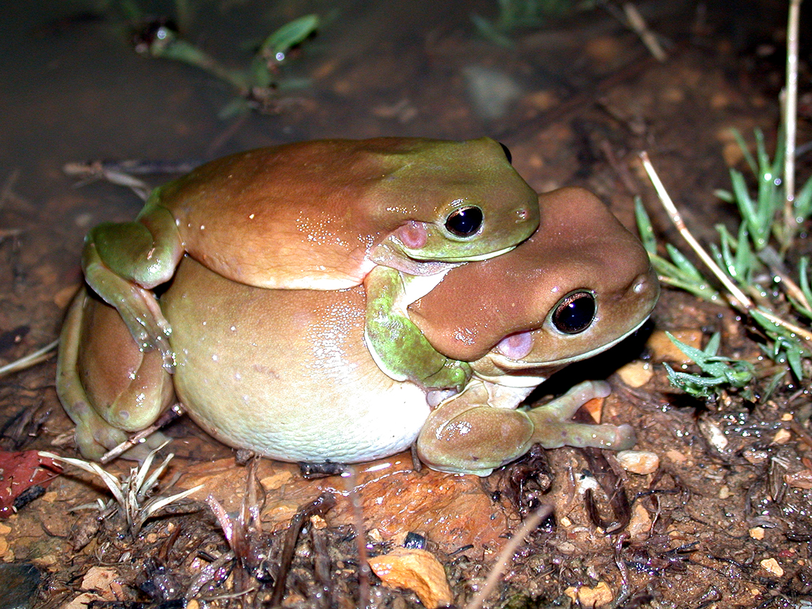 Litoria caerulea