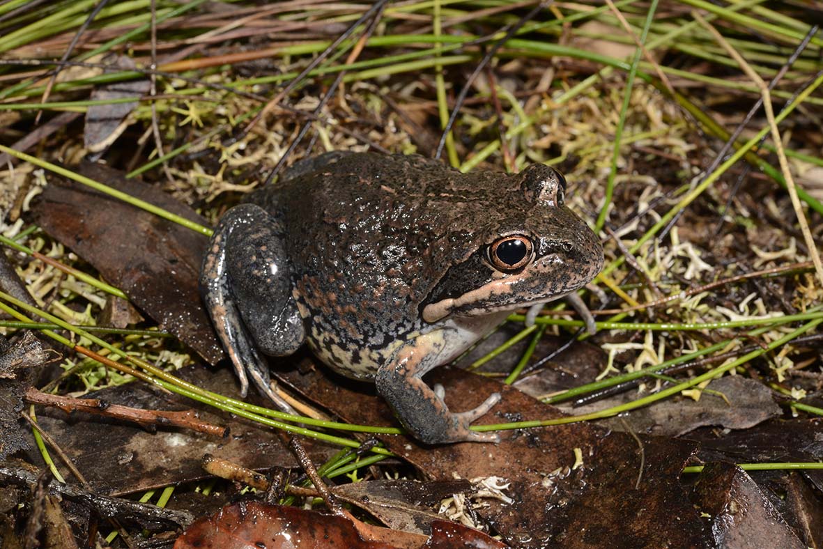 Limnodynastes superciliaris