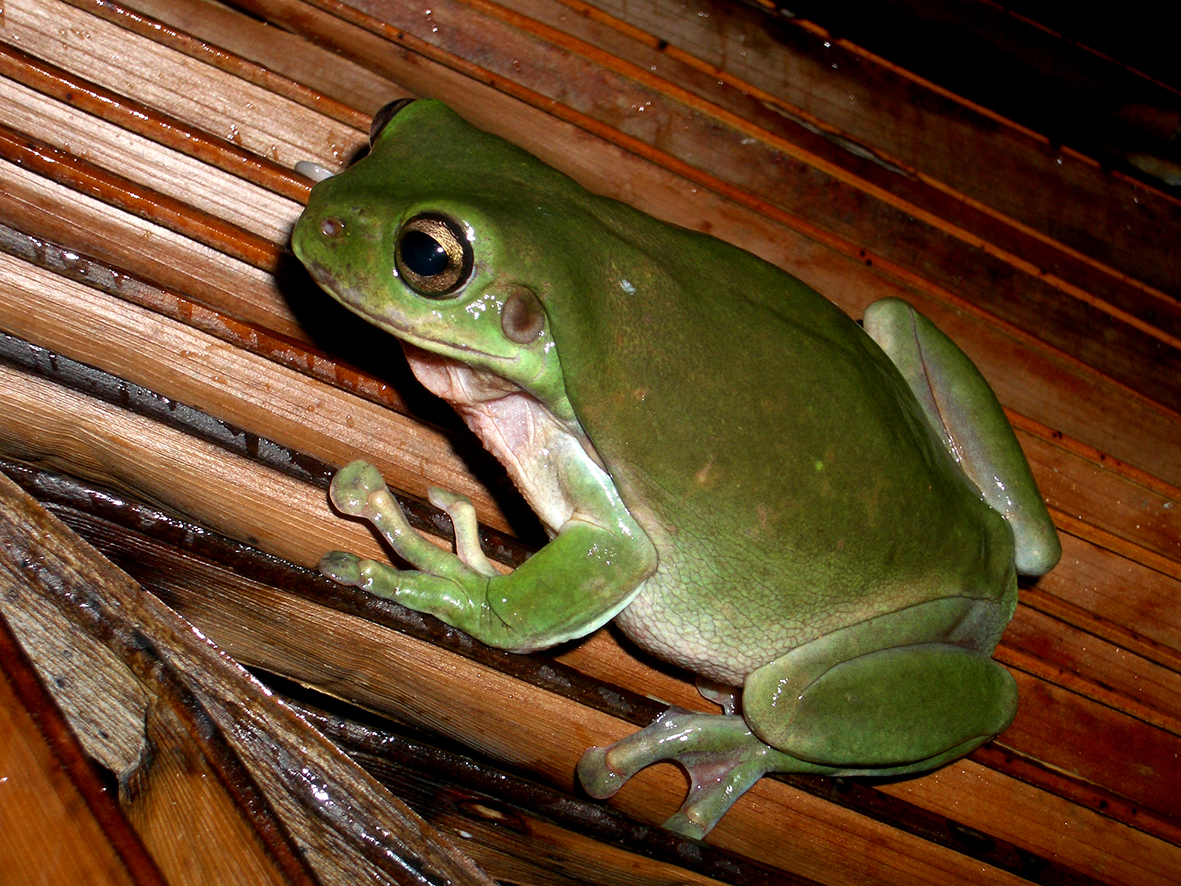 Litoria caerulea