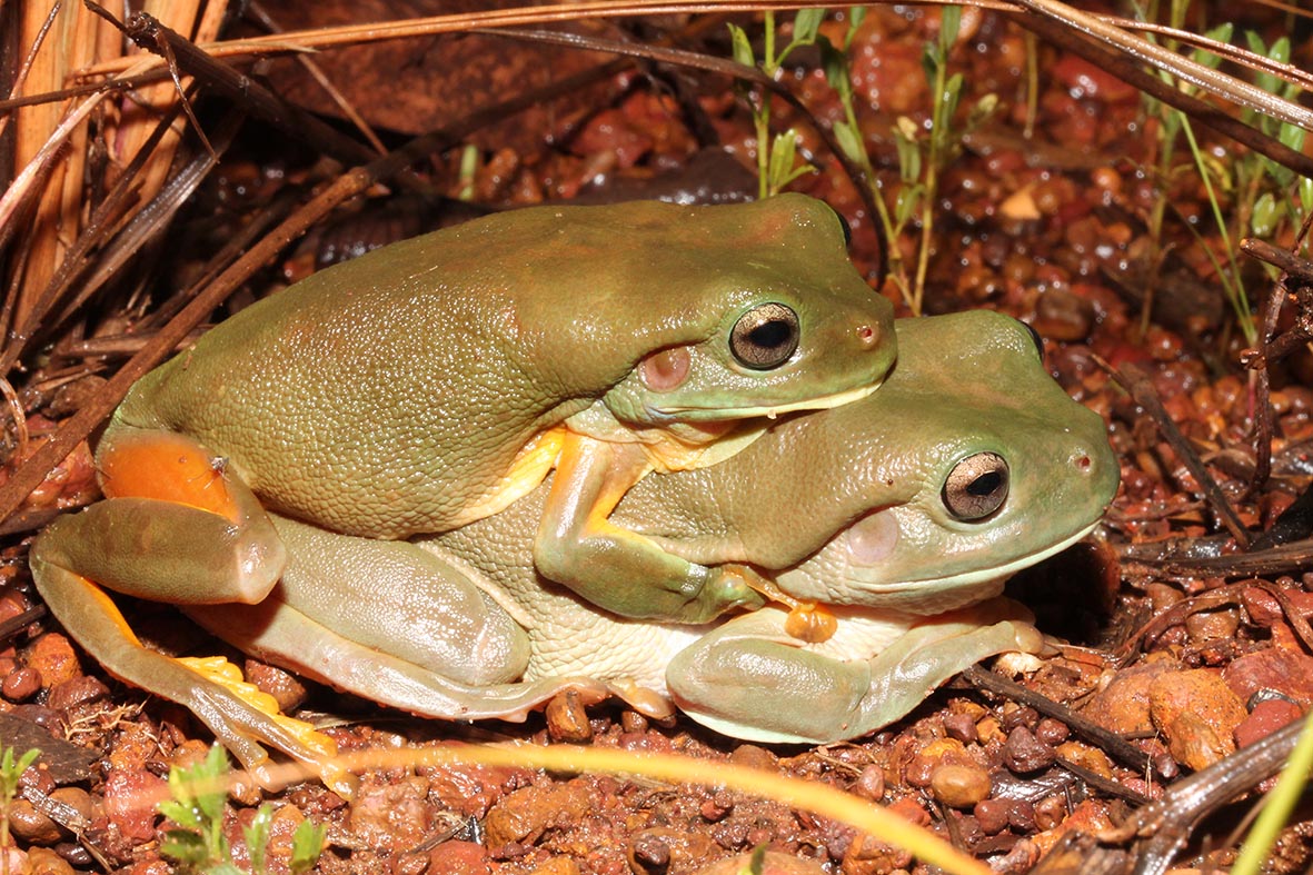 Litoria caerulea