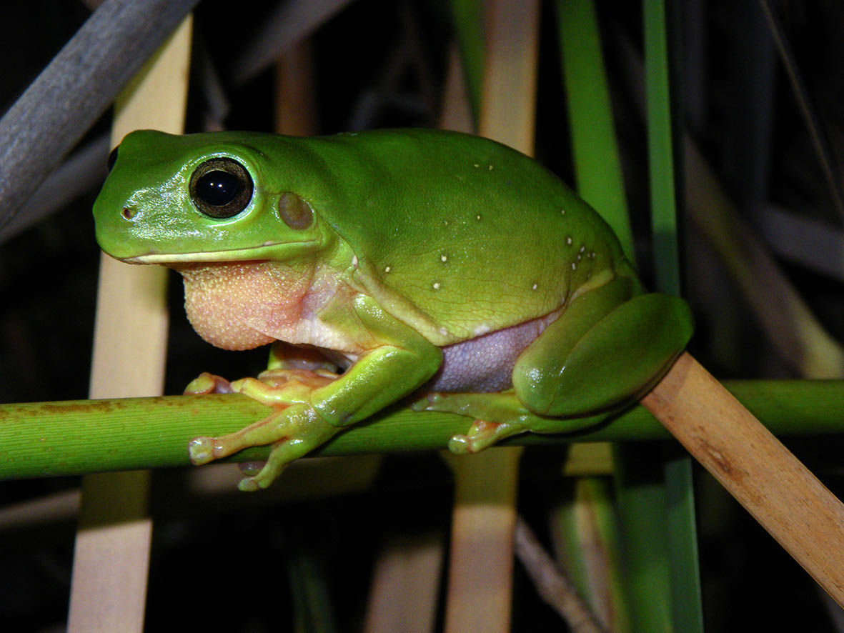 Litoria caerulea