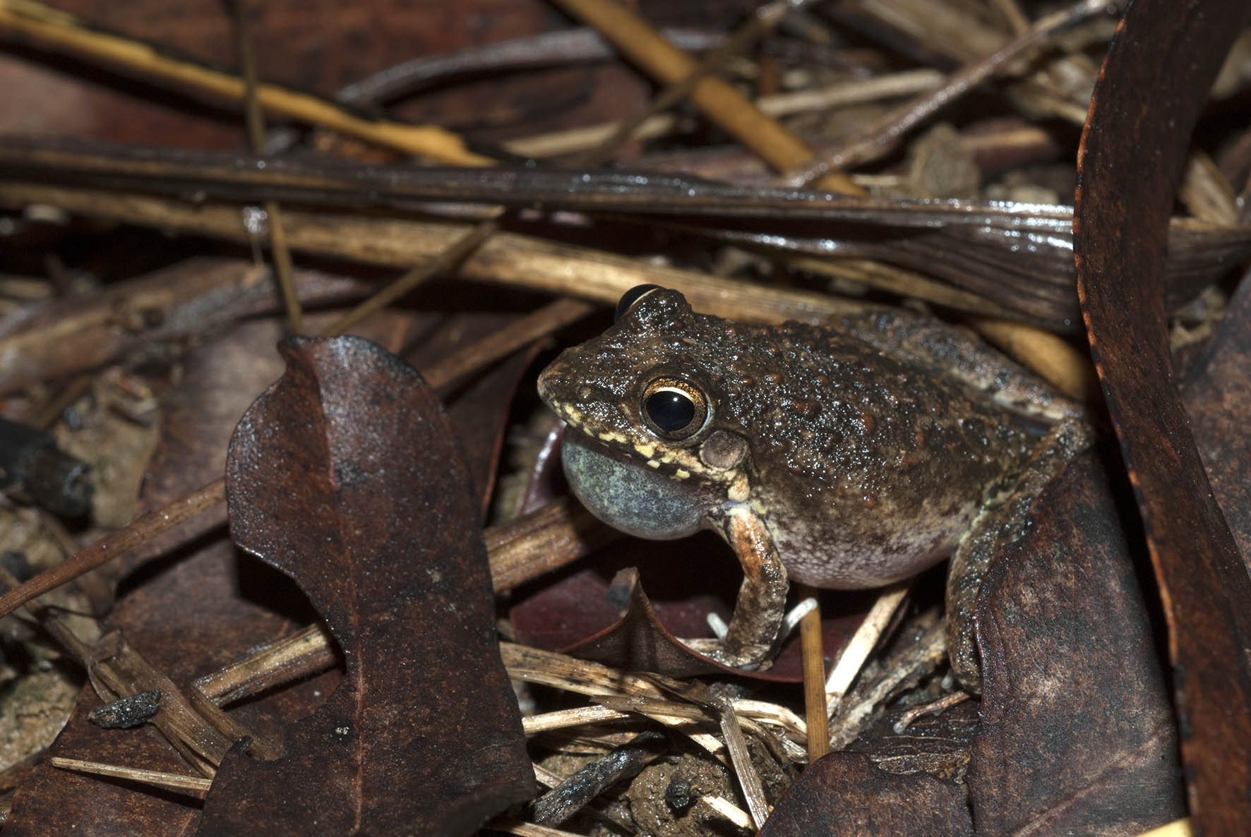 Litoria inermis