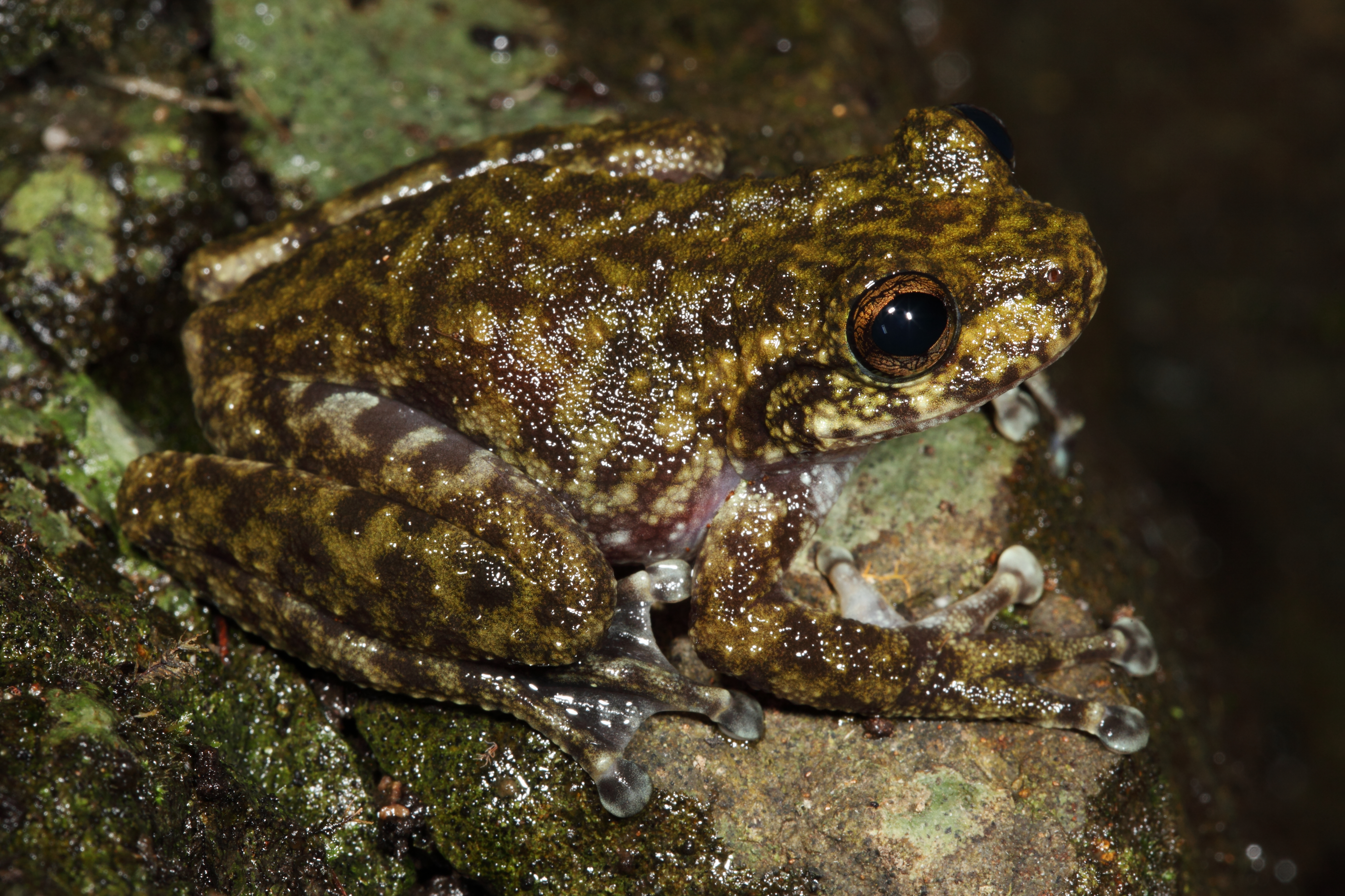 Litoria nannotis