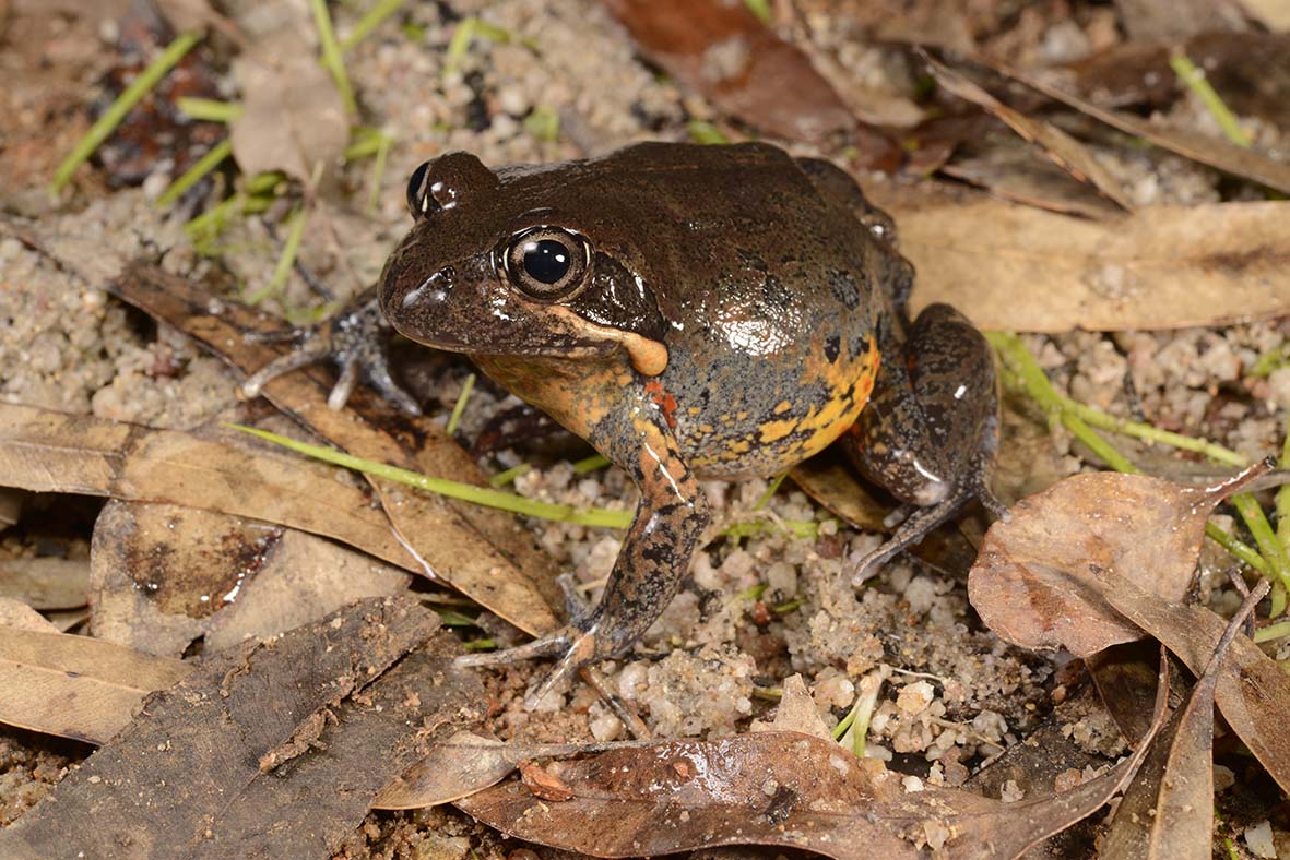 Limnodynastes grayi