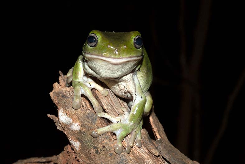 Litoria caerulea