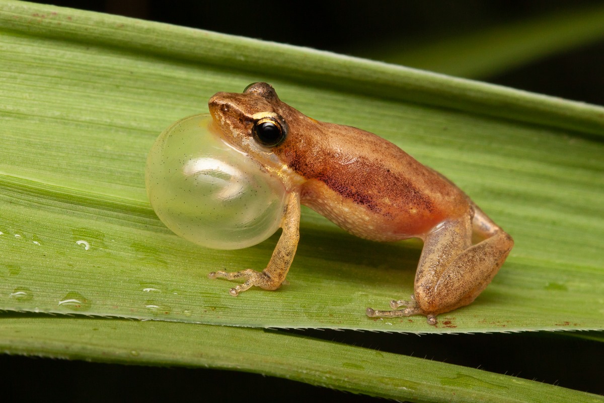 Litoria microbelos