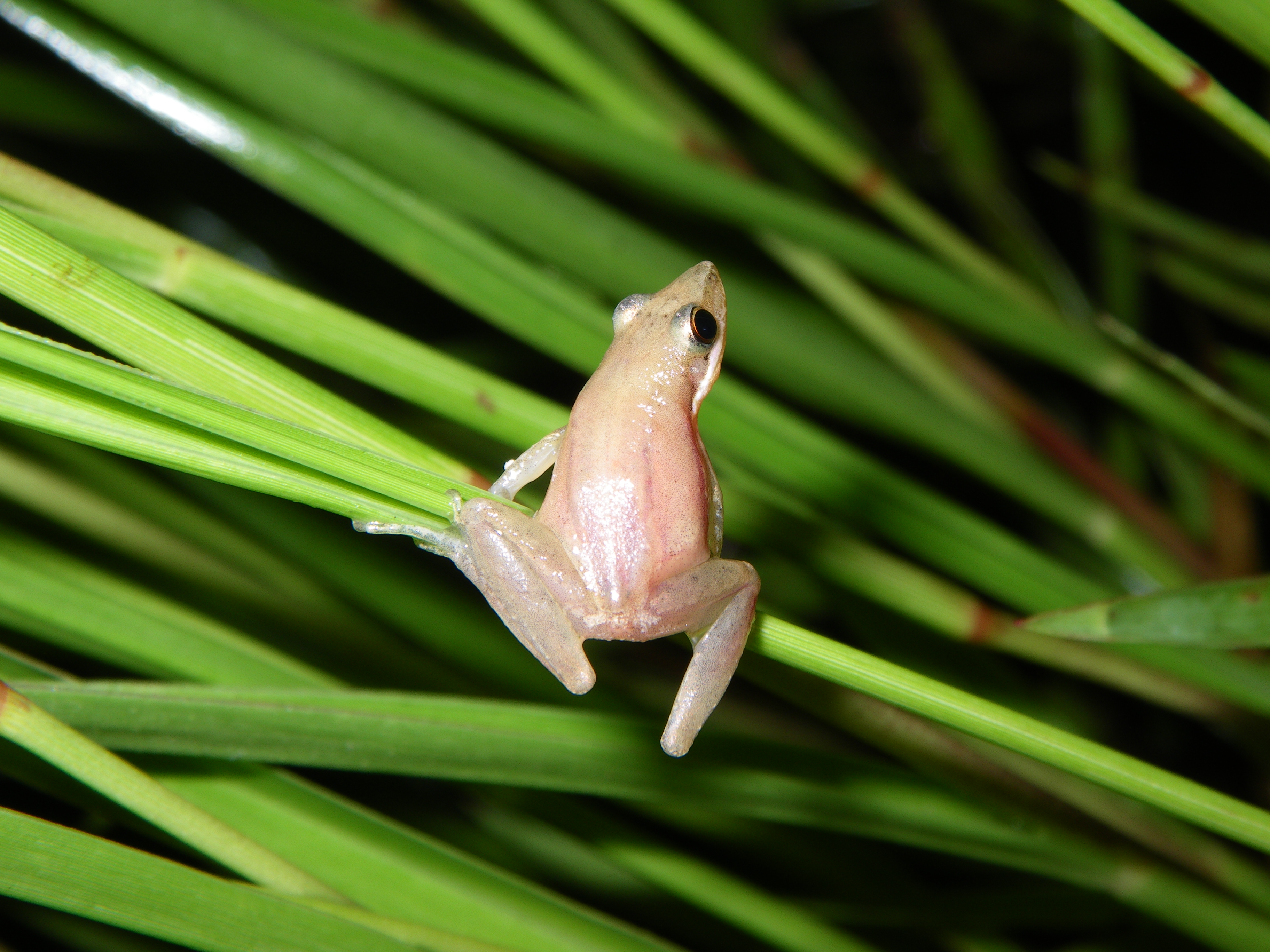 Litoria microbelos