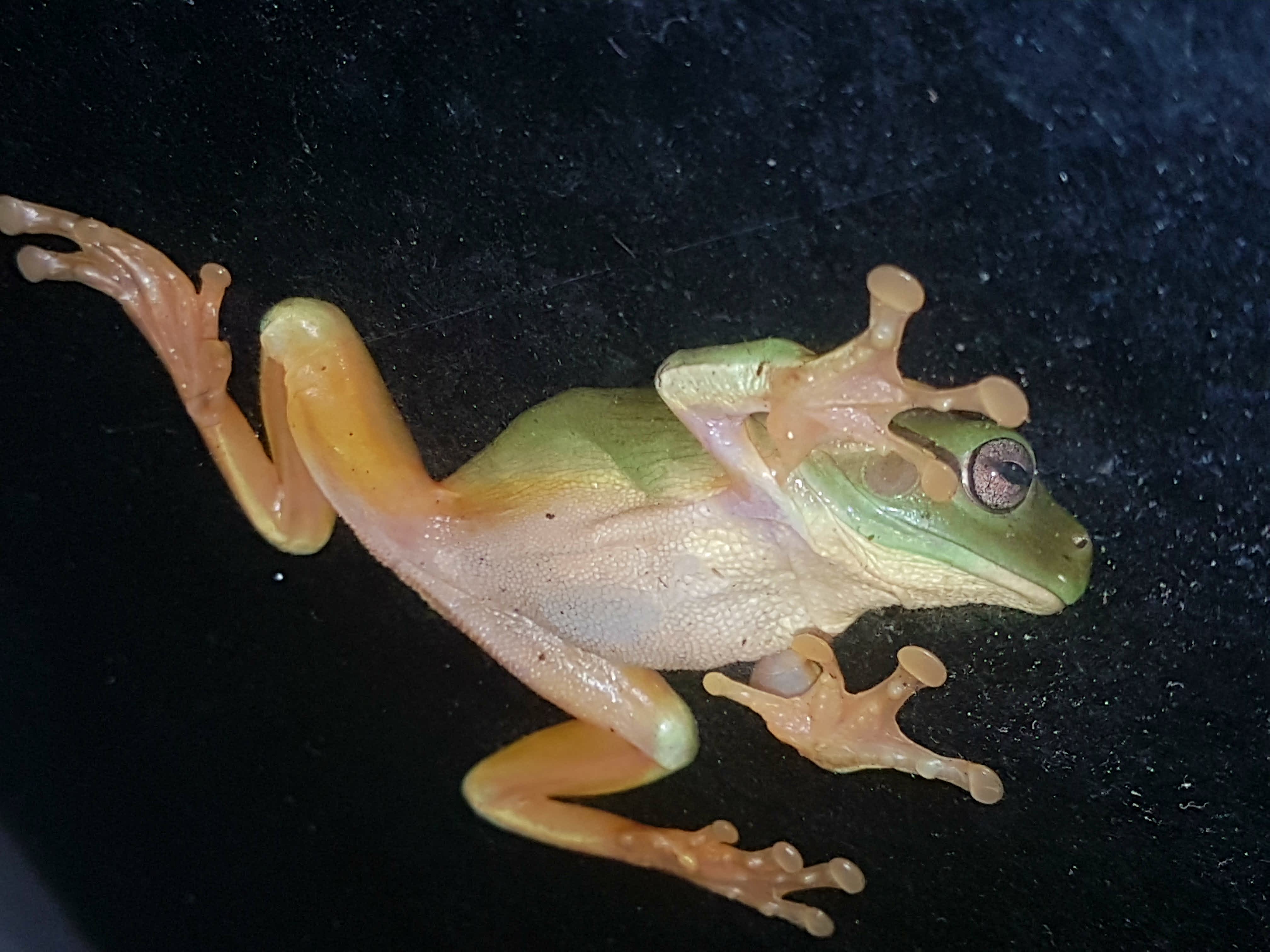 Frogs - Melbourne Museum