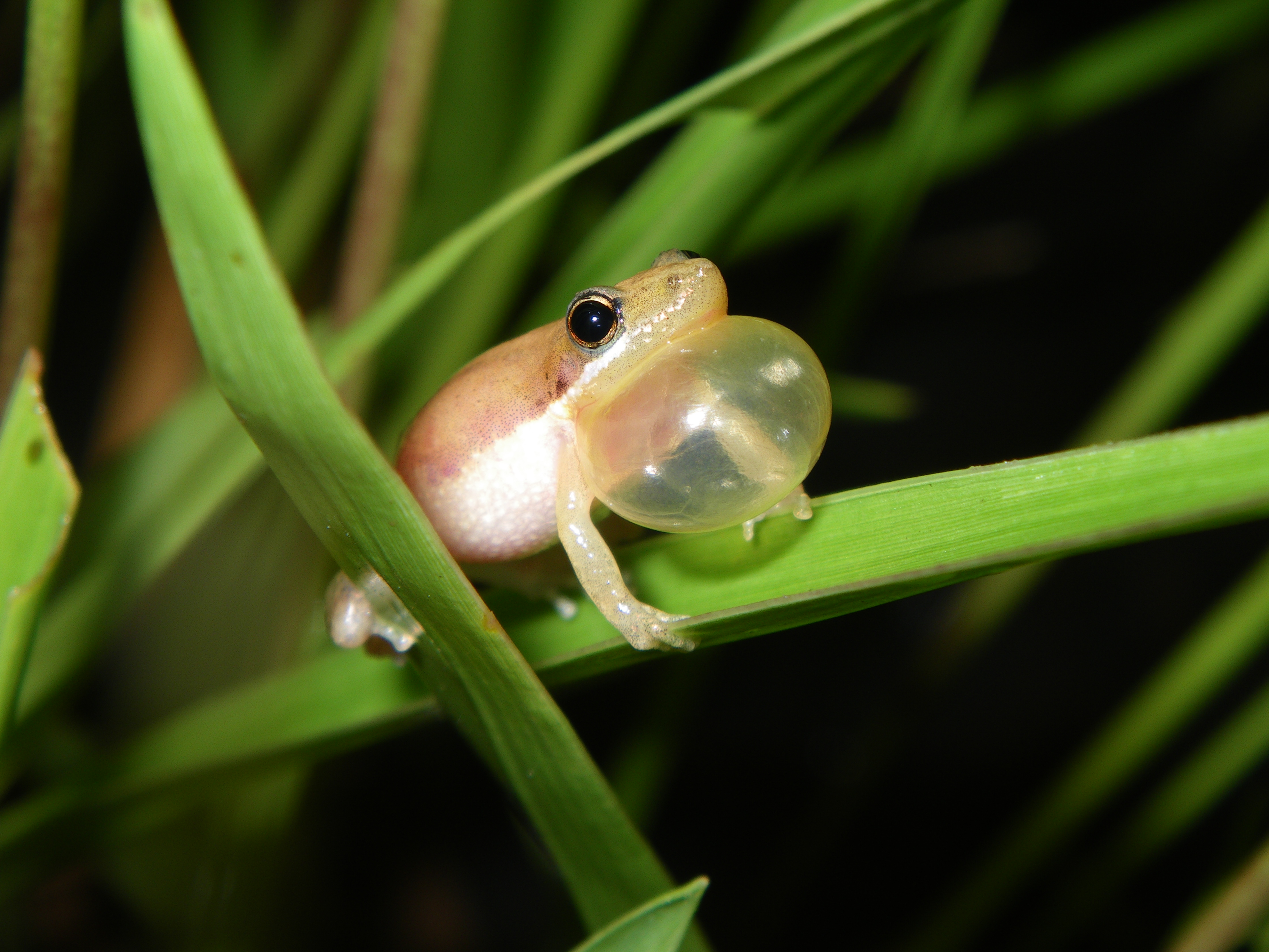 Litoria microbelos
