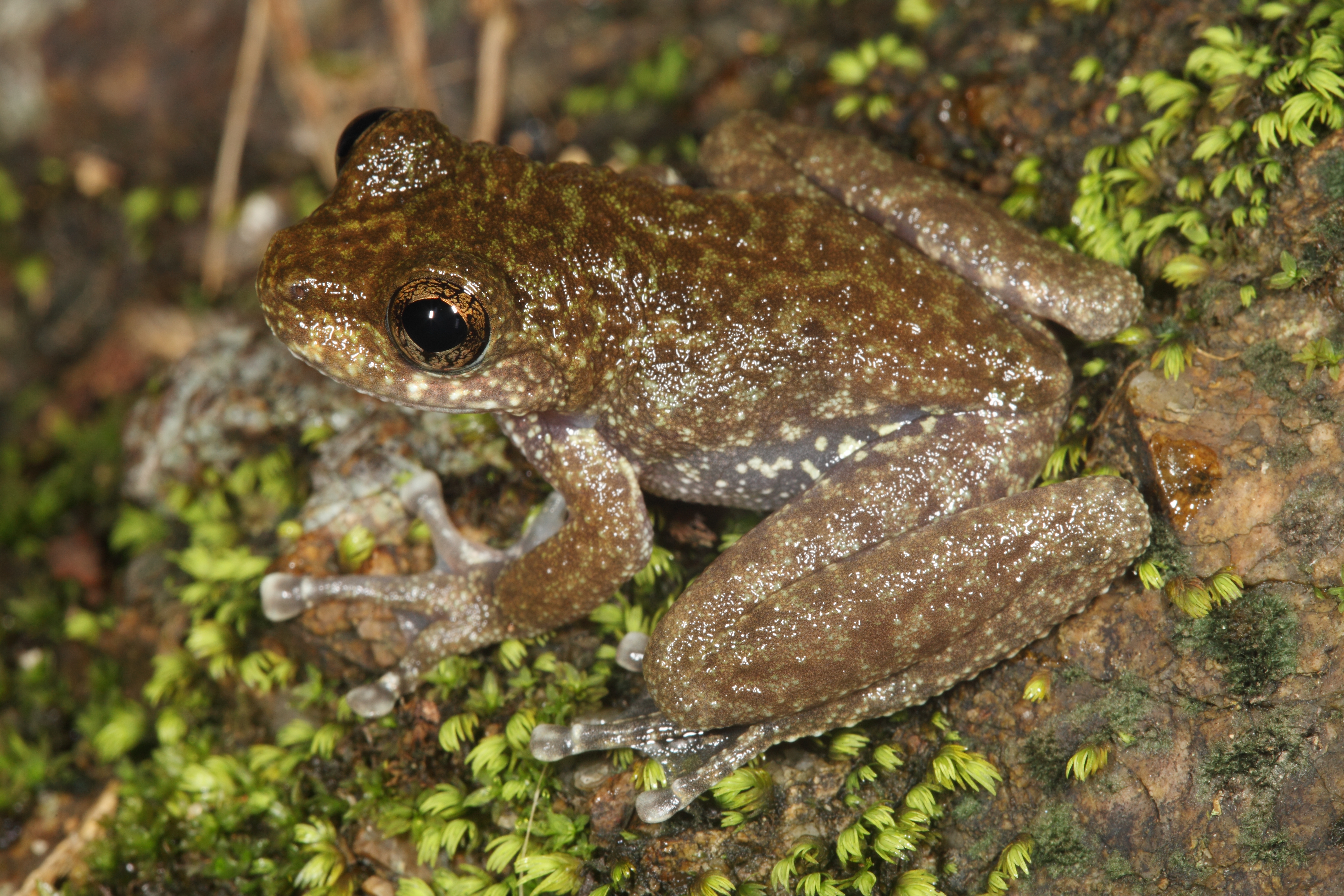 Litoria nannotis