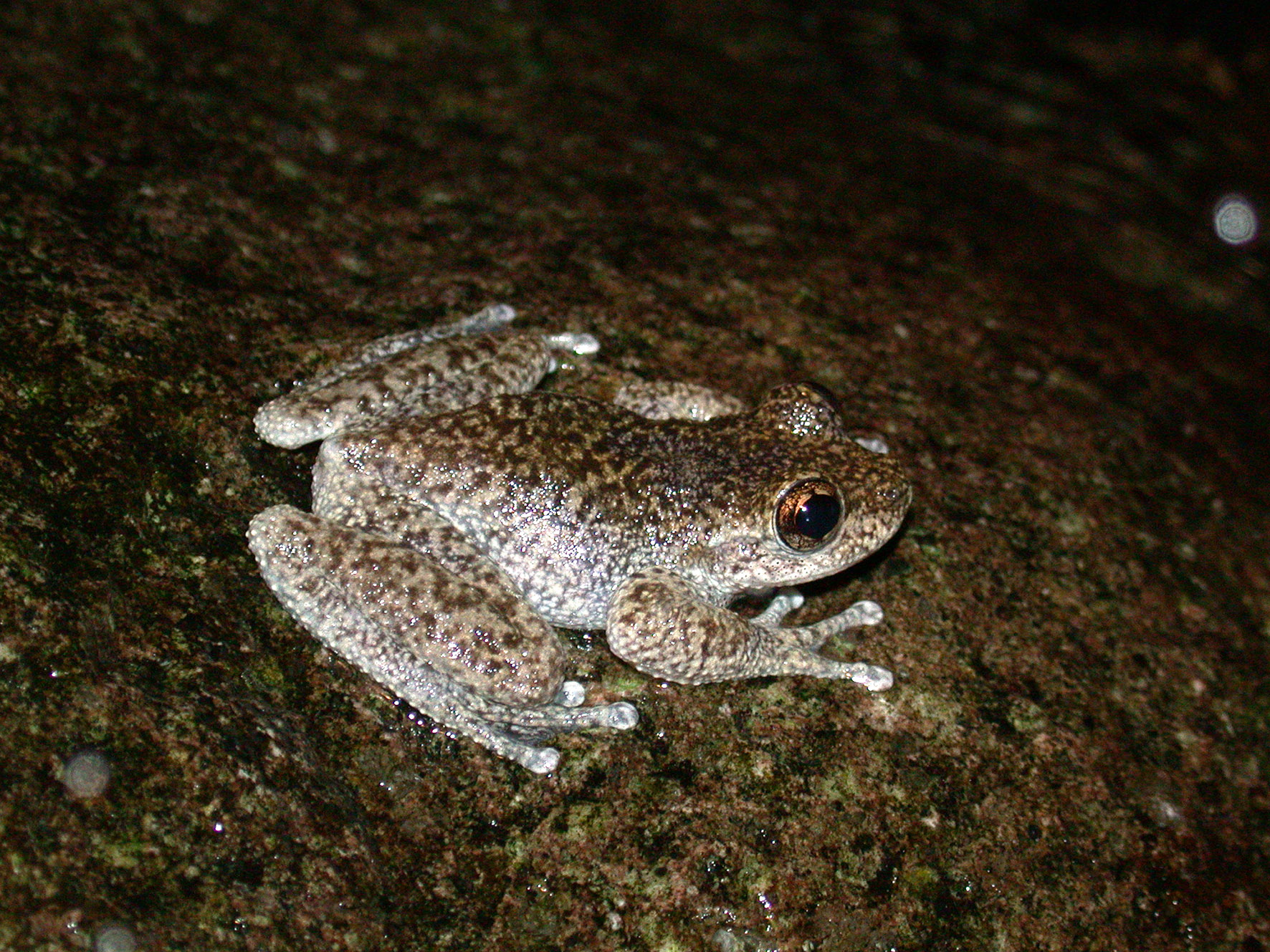 Litoria nannotis