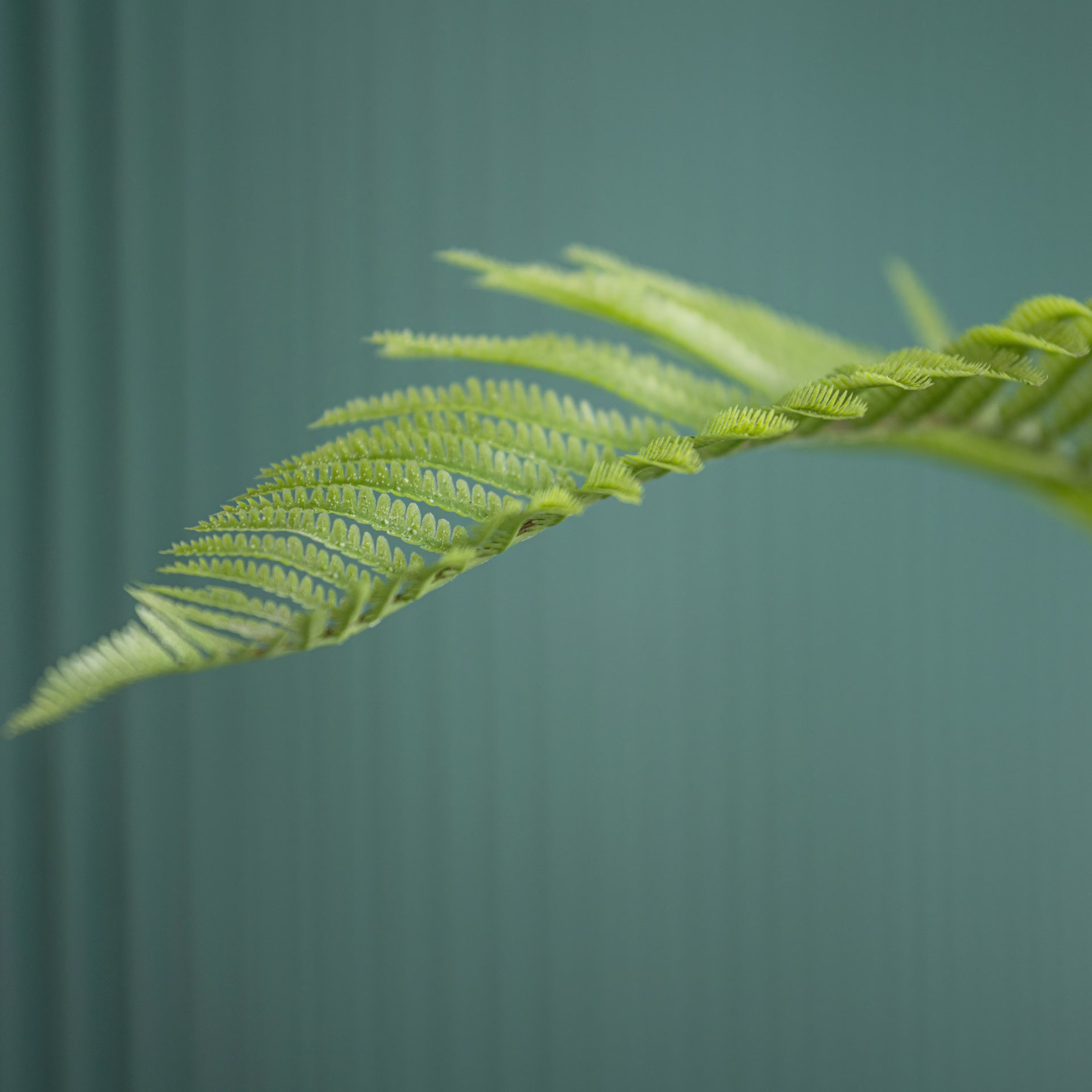 Pottery Pots 59" Faux Fern Plant
