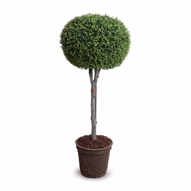 Enduraleaf 64" Faux Boxwood Pumpkin Topiary