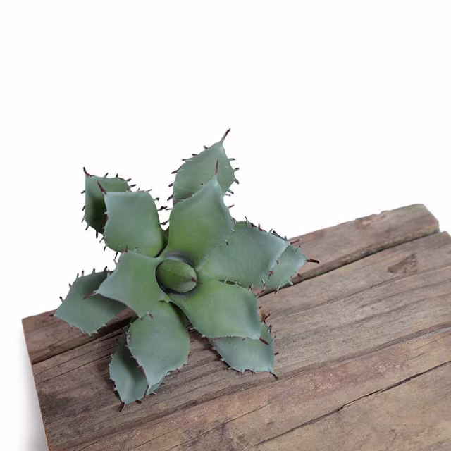 Enduraleaf Faux Agave Parrasanna Succulent Pick - Set of 24