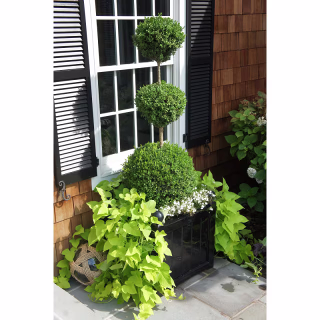 Capital Garden Windsor 19" Square Fiberglass Box Planter