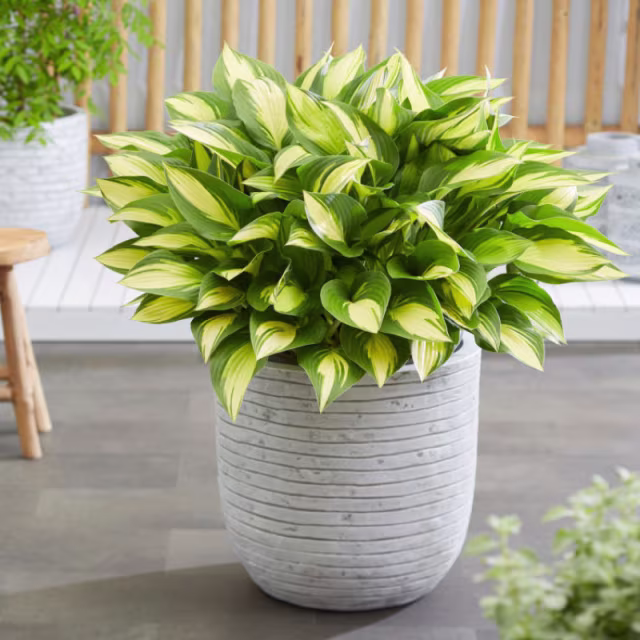 Capi Nature Row 21" Ball Planter Pot - Ivory