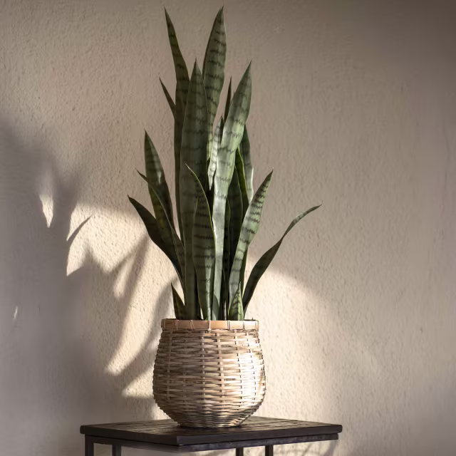 Pottery Pots 27.5" Faux Sansevieria Plant