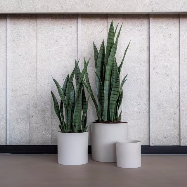 Pottery Pots 33" Faux Sansevieria Plant
