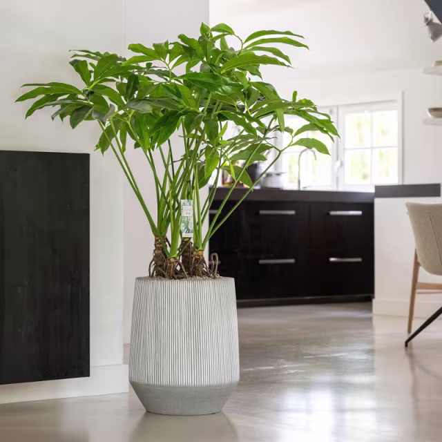 Pottery Pots Ridged Harith High 16" Round Ficonstone Planter Pot - White Stripe