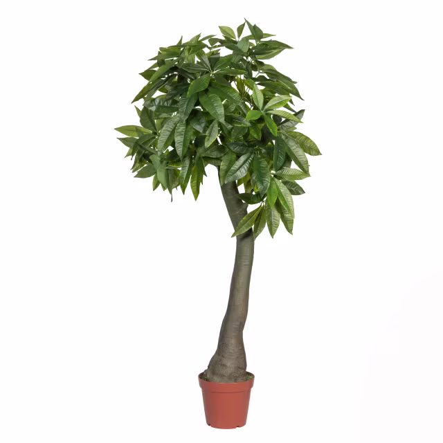 Pottery Pots 67" Faux Pachira Plant