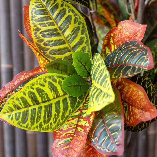 Pottery Pots 46.5" Faux Codiaeum Plant
