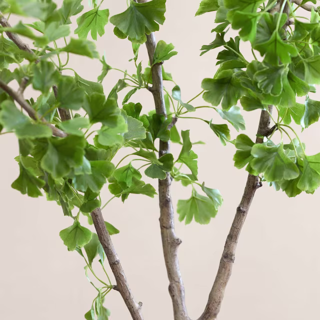 Pottery Pots 142" Faux Ginkgo Biloba Tree