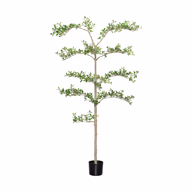 Pottery Pots 71" Faux Bucida Buceras Shady Lady Tree